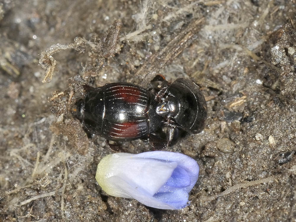 Margarinotus purpurascens in copula (Histeridae)